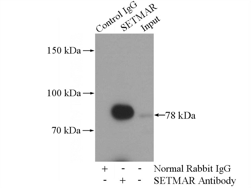 IP Result of anti-SETMAR (IP:Catalog No:115132, 4ug; Detection:Catalog No:115132 1:500) with HL-60 cells lysate 1600ug.