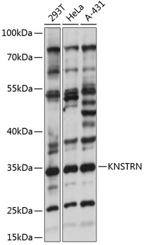 Western blot - KNSTRN Polyclonal Antibody 