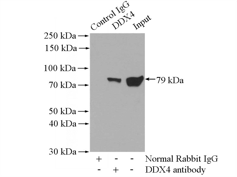 IP Result of anti-DDX4,VASA (IP:Catalog No:109830, 4ug; Detection:Catalog No:109830 1:300) with mouse testis tissue lysate 4000ug.
