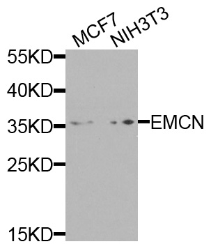 Western blot - EMCN Polyclonal Antibody 