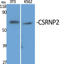 Fig1:; Western Blot analysis of various cells using CSRNP2 Polyclonal Antibody cells nucleus extracted by Minute TM Cytoplasmic and Nuclear Fractionation kit (SC-003,Inventbiotech,MN,USA).