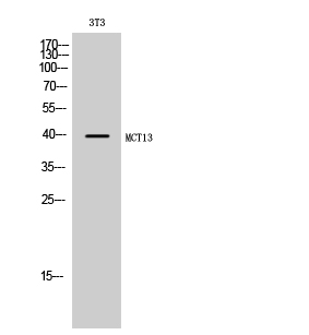 Fig1:; Western Blot analysis of 3T3 cells using MCT13 Polyclonal Antibody