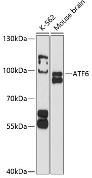 Western blot - ATF6 Polyclonal Antibody 