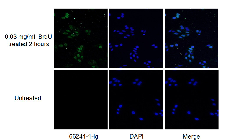 Immunofluorescent analysis of HeLa cells (treated with 0.03 mg/ml BrdU for 2 hours) using Catalog No:107023(BrdU Antibody) at dilution of 1:300 and Alexa Fluor 488-congugated AffiniPure Goat Anti-Mouse IgG(H+L)