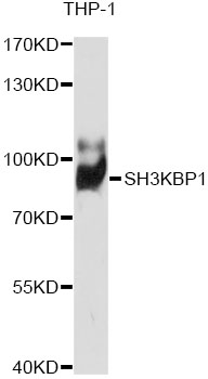 Western blot - SH3KBP1 Polyclonal Antibody 