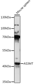 Western blot - AS3MT Polyclonal Antibody 