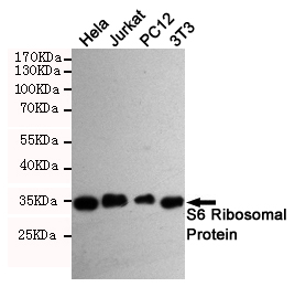Western blot analysis of extracts from Hela,3T3,Jurkat and PC12 cells using S6 Ribosomal Protein (Ab-235/236) rabbit pAb (dilution 1:1000).Predicted band size:32KDa.Observed band size:32KDa.