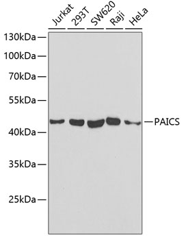 Western blot - PAICS Polyclonal Antibody 