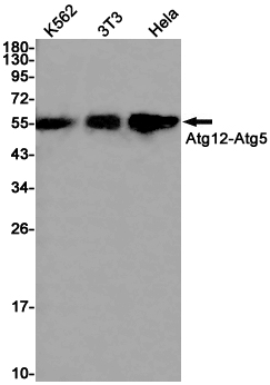 Western blot detection of Apg12 in K562,3T3,Hela cell lysates using Apg12 Rabbit pAb(1:1000 diluted).Predicted band size:15kDa.Observed band size:55kDa.