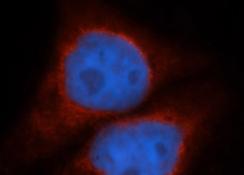 Immunofluorescent analysis of HepG2 cells, using BCO2 antibody Catalog No:117107 at 1:50 dilution and Rhodamine-labeled goat anti-rabbit IgG (red). Blue pseudocolor = DAPI (fluorescent DNA dye).