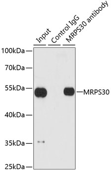 Immunoprecipitation - MRPS30 Polyclonal Antibody 