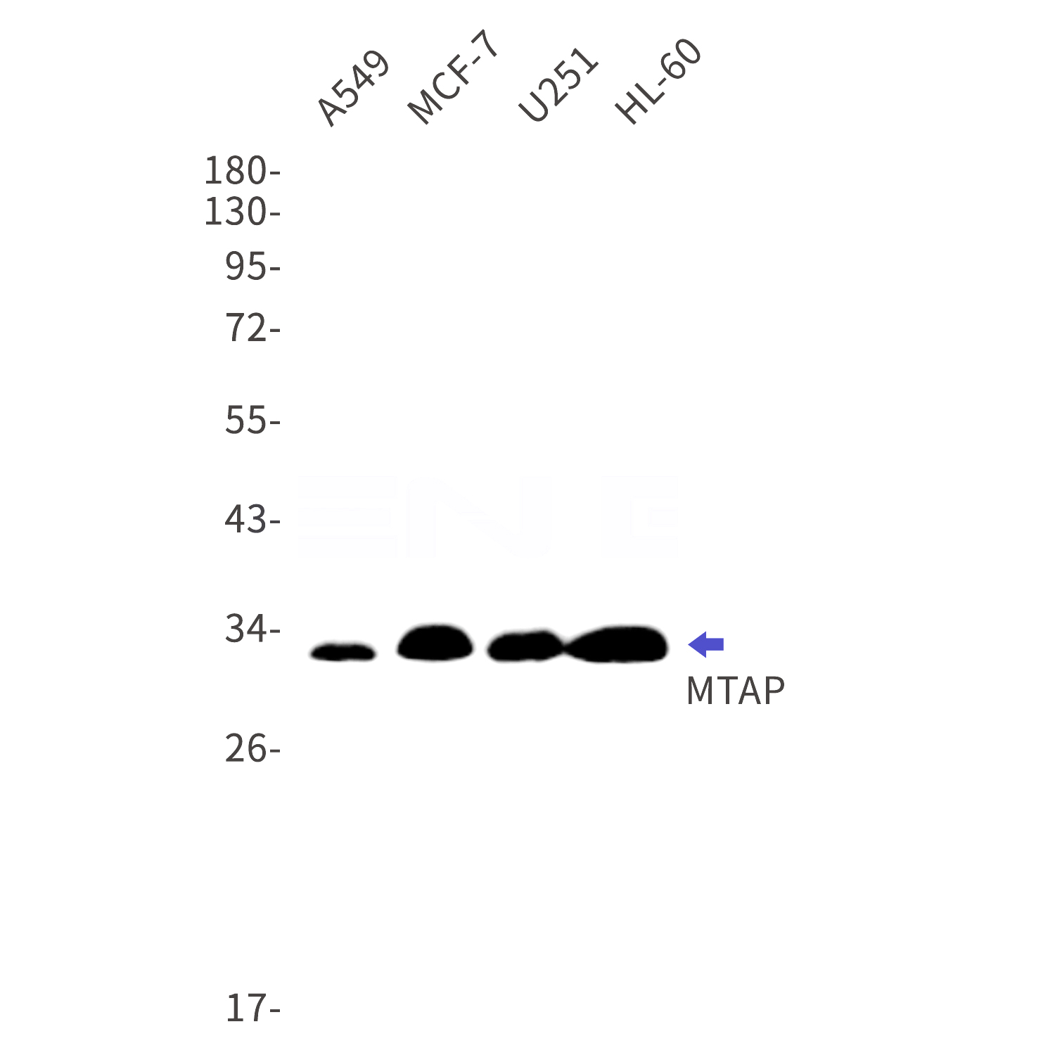 Western blot detection of MTAP in A549,MCF-7,U251,HL-60 cell lysates using MTAP Rabbit mAb(1:1000 diluted).Predicted band size:31kDa.Observed band size:31kDa.