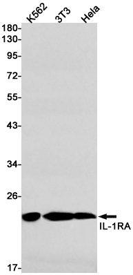Western blot detection of IL-1RA in K562,3T3,Hela cell lysates using IL-1RA Rabbit pAb(1:1000 diluted).Predicted band size:20kDa.Observed band size:20kDa.