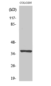 Fig1:; Western Blot analysis of various cells using Olfactory receptor 52E5 Polyclonal Antibody