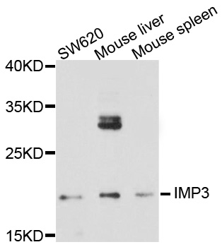 Western blot - IMP3 Polyclonal Antibody 