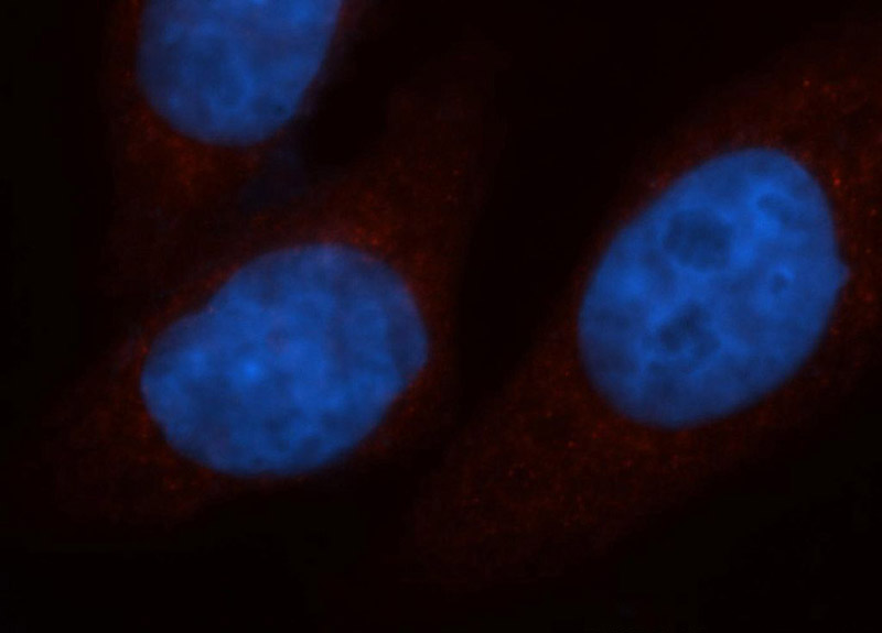 Immunofluorescent analysis of HepG2 cells, using UQCRC2 antibody Catalog No:116636 at 1:50 dilution and Rhodamine-labeled goat anti-rabbit IgG (red). Blue pseudocolor = DAPI (fluorescent DNA dye).