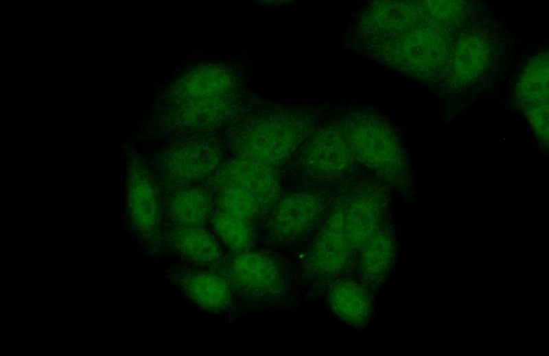 Immunofluorescent analysis of (10% Formaldehyde) fixed HeLa cells using Catalog No:115224(SETD7 Antibody) at dilution of 1:50 and Alexa Fluor 488-congugated AffiniPure Goat Anti-Rabbit IgG(H+L)