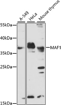 Western blot - MAF1 Polyclonal Antibody 