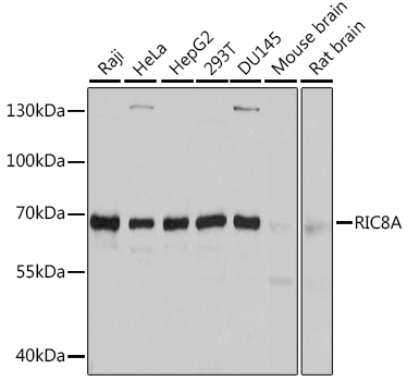 Western blot - RIC8A Polyclonal Antibody 