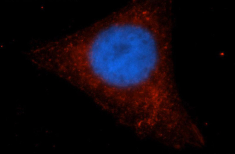 Immunofluorescent analysis of HepG2 cells, using IRF9 antibody Catalog No:111842 at 1:50 dilution and Rhodamine-labeled goat anti-rabbit IgG (red). Blue pseudocolor = DAPI (fluorescent DNA dye).