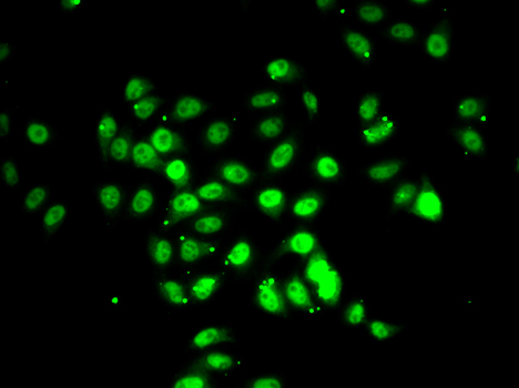 Immunofluorescence - RFX5 Polyclonal Antibody 