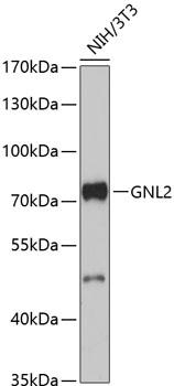 Western blot - GNL2 Polyclonal Antibody 