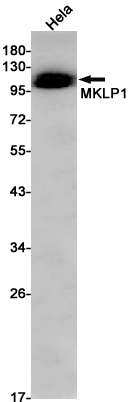 Western blot detection of MKLP1 in Hela cell lysates using MKLP1 Rabbit pAb(1:1000 diluted).Predicted band size:110kDa.Observed band size:110kDa.