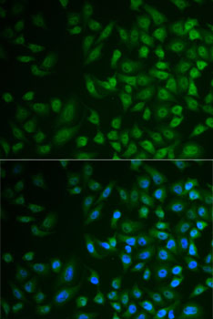 Immunofluorescence - MPP2 Polyclonal Antibody 