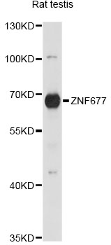 Western blot - ZNF677 Polyclonal Antibody 