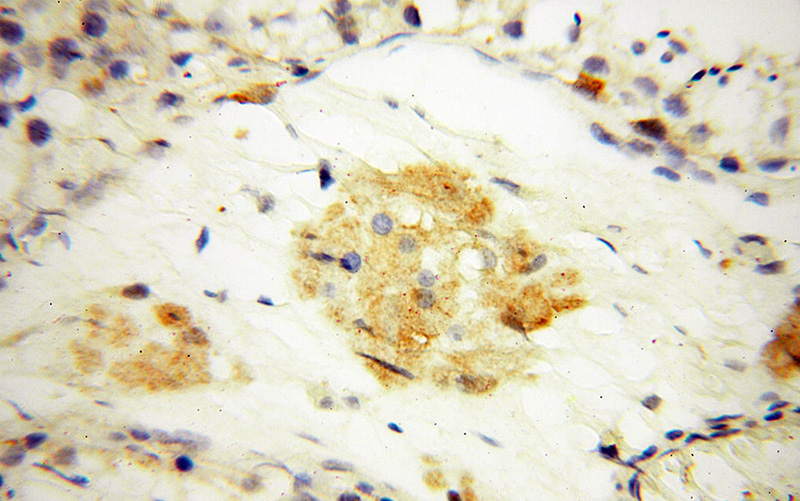 Immunohistochemical of paraffin-embedded human testis using Catalog No:113288(ENO2 antibody) at dilution of 1:100 (under 40x lens)