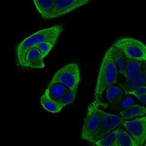 Immunofluorescence analysis of MCF-7 cells using RELB mouse mAb (green). Blue