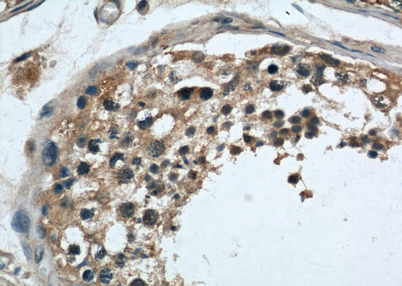 Immunohistochemical of paraffin-embedded human testis using Catalog No:112292(Loc286135 antibody) at dilution of 1:50 (under 40x lens)