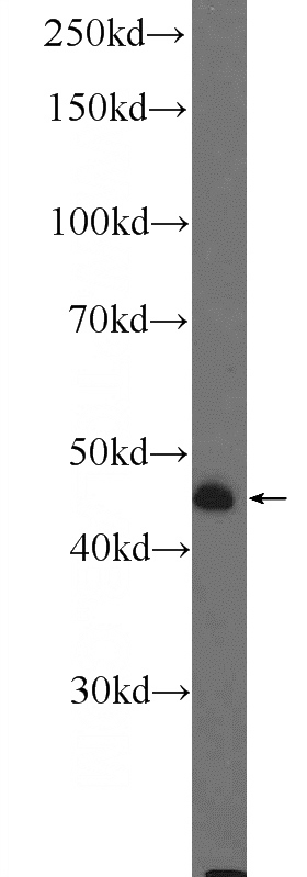 mouse skeletal muscle tissue were subjected to SDS PAGE followed by western blot with Catalog No:112336(LRRC52 Antibody) at dilution of 1:600