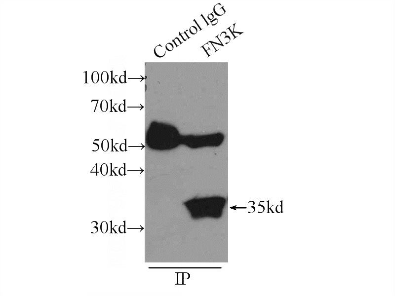 IP Result of anti-FN3K (IP:Catalog No:110734, 3ug; Detection:Catalog No:110734 1:500) with HeLa cells lysate 1840ug.