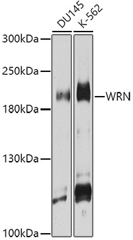 Western blot - WRN Polyclonal Antibody 