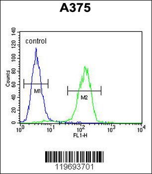 ACTR2 Antibody (C-term) (Cat. #AP6533b) flow cytometric analysis of A375 cells (right histogram) compared to a negative control cell (left histogram).FITC-conjugated goat-anti-rabbit secondary antibodies were used for the analysis.