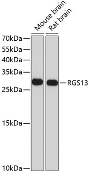 Western blot - RGS13 Polyclonal Antibody 