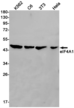 Western blot detection of eIF4A1 in K562,C6,3T3,Hela cell lysates using eIF4A1 Rabbit pAb(1:1000 diluted).Predicted band size:46kDa.Observed band size:46kDa.