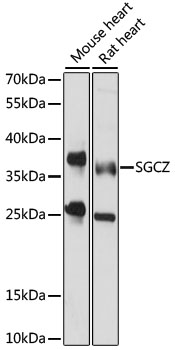 Western blot - SGCZ Polyclonal Antibody 