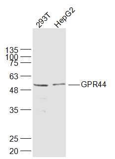 Fig1: Sample:; 293T(Human) Cell Lysate at 30 ug; HepG2(Human) Cell Lysate at 30 ug; Primary: Anti-GPR44 at 1/1000 dilution; Secondary: IRDye800CW Goat Anti-Rabbit IgG at 1/20000 dilution; Predicted band size: 43 kD; Observed band size: 53 kD