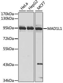 Western blot - MAD1L1 Polyclonal Antibody 