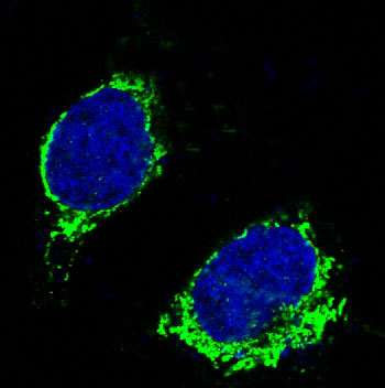 Immunofluorescent analysis of Raji cells, using Bim Antibody.