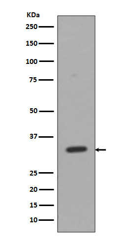 Western blot analysis of CD8 expression in Jurkat cell lysate.