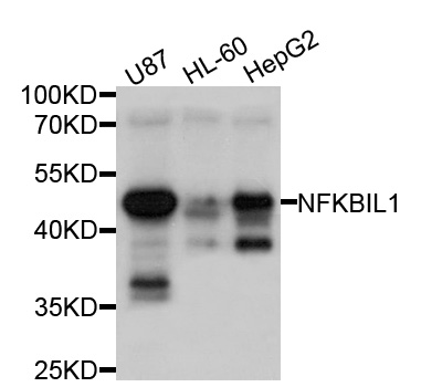 Western blot - NFKBIL1 Polyclonal Antibody 