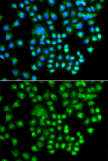 Immunofluorescence - PRKACG Polyclonal Antibody 