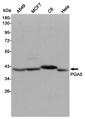 Western blot detection of PGA5 in A549,MCF7,C6 and Hela cell lysates using PGA5 mouse mAb (1:1000 diluted).Predicted band size:42KDa.Observed band size:42KDa.