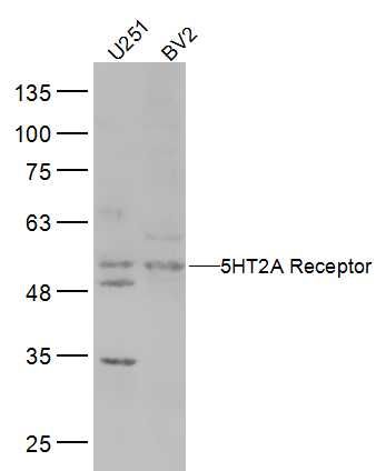 Fig1: Sample:; U251(Human) Cell Lysate at 30 ug; BV2(Mouse) Cell Lysate at 30 ug; Primary: Anti-5HT2A Receptor at 1/300 dilution; Secondary: IRDye800CW Goat Anti-Rabbit IgG at 1/20000 dilution; Predicted band size: 52 kD; Observed band size: 52 kD