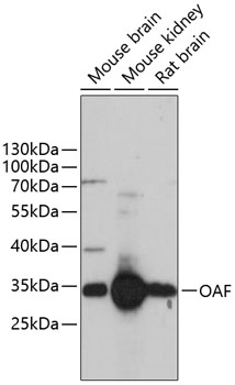 Western blot - OAF Polyclonal Antibody 