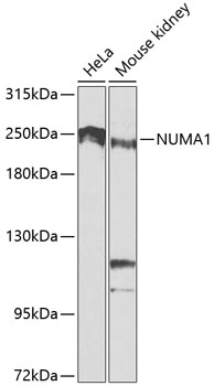 Western blot - NUMA1 Polyclonal Antibody 