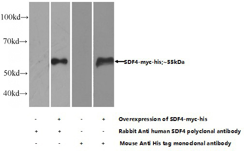 Transfected HEK-293 cells were subjected to SDS PAGE followed by western blot with Catalog No:115030(SDF4 Antibody) at dilution of 1:1000